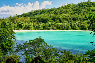 Scenic view of lake against trees in forest