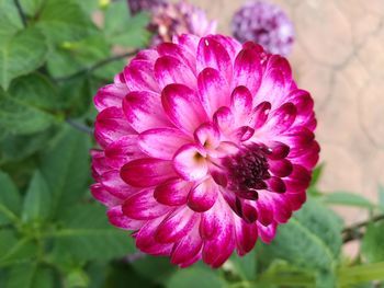 Close-up of flower blooming outdoors