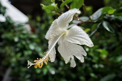 Close-up of white flowers on plant