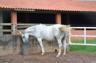 Horse in stable