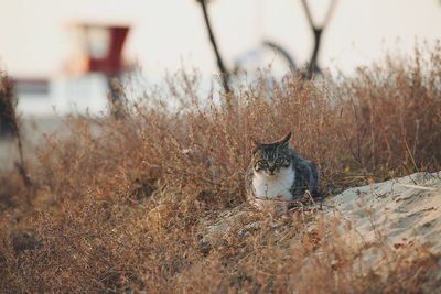 Cat relaxing on a field