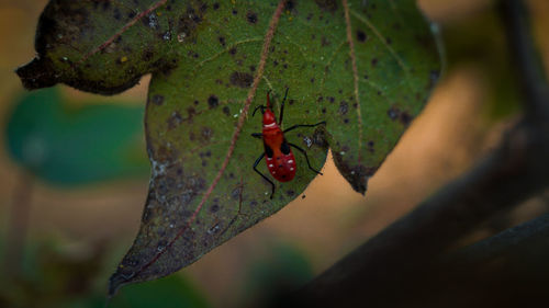 Close-up of insect on leaf