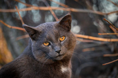 Close-up portrait of a cat