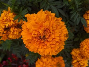 Close-up of yellow flowering plant