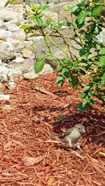 Close-up of bird on plant