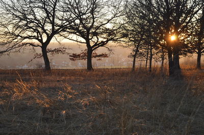 Bare trees on field at sunset