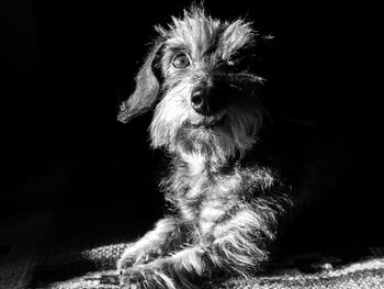 Close-up of dog looking away