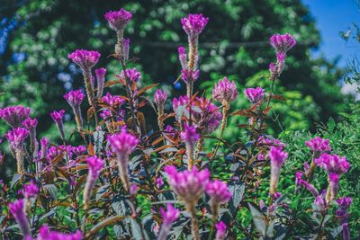 Close-up of pink flowering plants