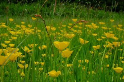 Close-up of yellow flowering plant in field