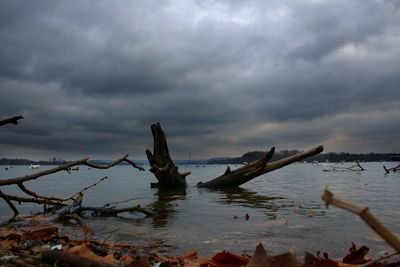 Driftwood on beach against cloudy sky