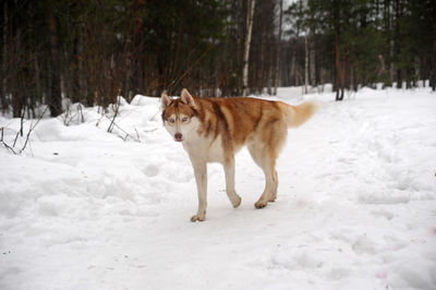 Dog standing on snow covered land