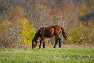 Side view of horse on field