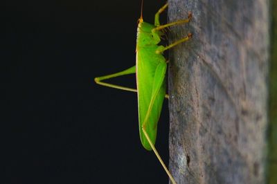 Close-up of insect on plant
