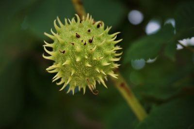 Close-up of white flower bud