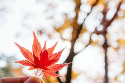 Close-up of hand on red maple leaves against trees