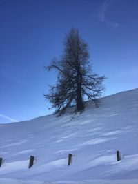 Trees on snow covered landscape against blue sky