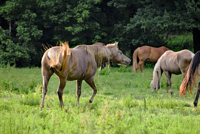 Horses grazing on grass