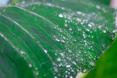 Close-up of raindrops on leaves