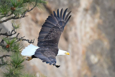 Close-up of eagle flying