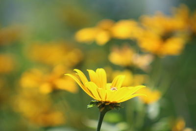 Close-up of yellow cosmos flower blooming outdoors