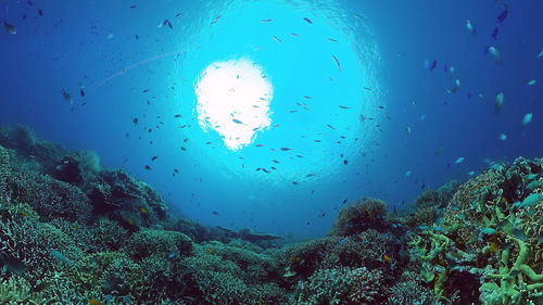 View of fish swimming in sea