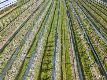 Full frame shot of bamboo plants