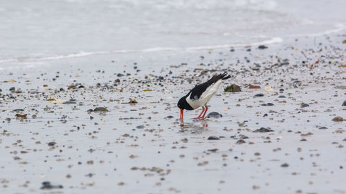 Birds on beach