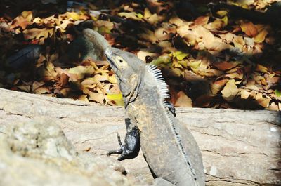 Close-up of lizard on rock