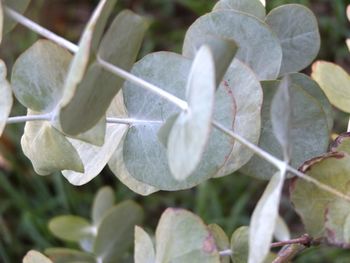 Close-up of leaves