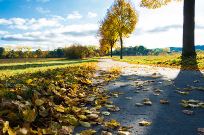 Autumn leaves on footpath in park