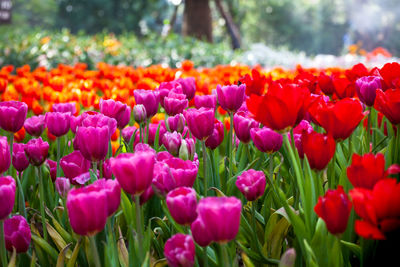 Close-up of red tulips in field