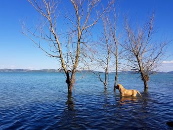 Ducks swimming on bare tree against clear blue sky