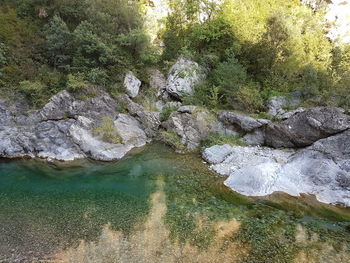 Scenic view of river by trees