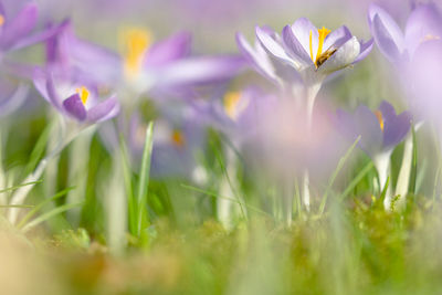 Close-up of purple crocus flowers on field