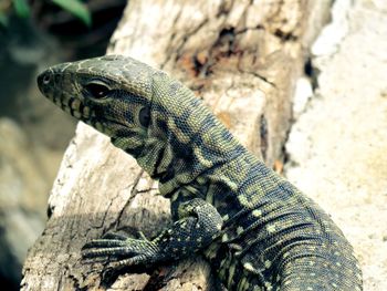 Close-up of lizard on rock