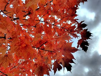 Low angle view of autumn tree against sky