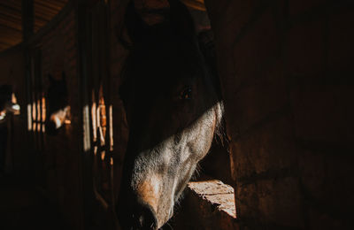 Close-up of horse in stable