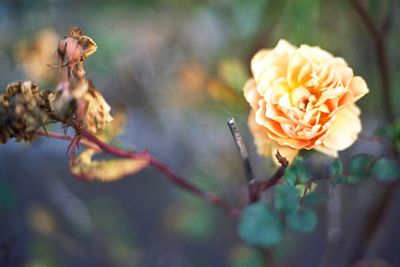 Close-up of honey bee on flower