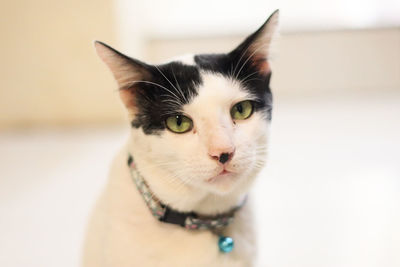 Close-up portrait of cat at home