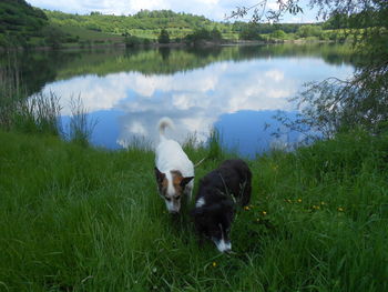 Dog standing in a field