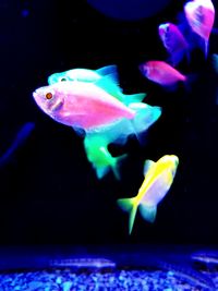 Close-up of fish swimming in aquarium