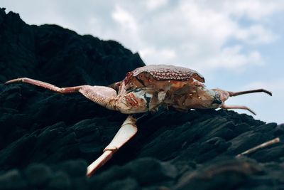 Close-up of lizard on rock