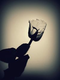 Low angle view of building