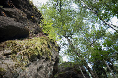 Low angle view of trees in forest against sky