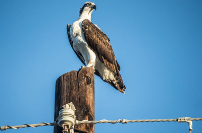 Low angle view of bird perching on wooden post against clear sky