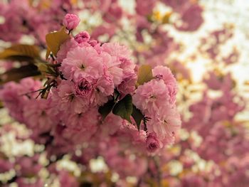 Close-up of pink cherry blossoms in spring