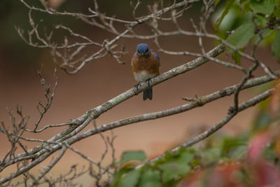 Bird perching on branch