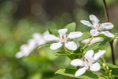 Close-up of white flowering plant