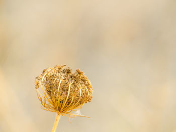 Close-up of wilted plant