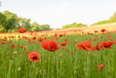 Close-up of poppies on field against sky